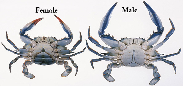which crab has mustard male or female